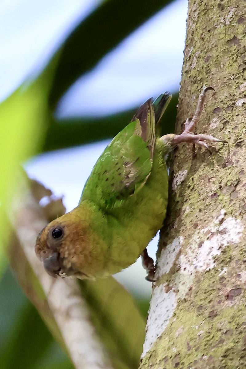 Buff-faced Pygmy-Parrot - ML645876748