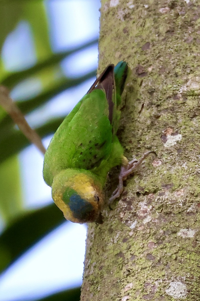 Buff-faced Pygmy-Parrot - ML645876749