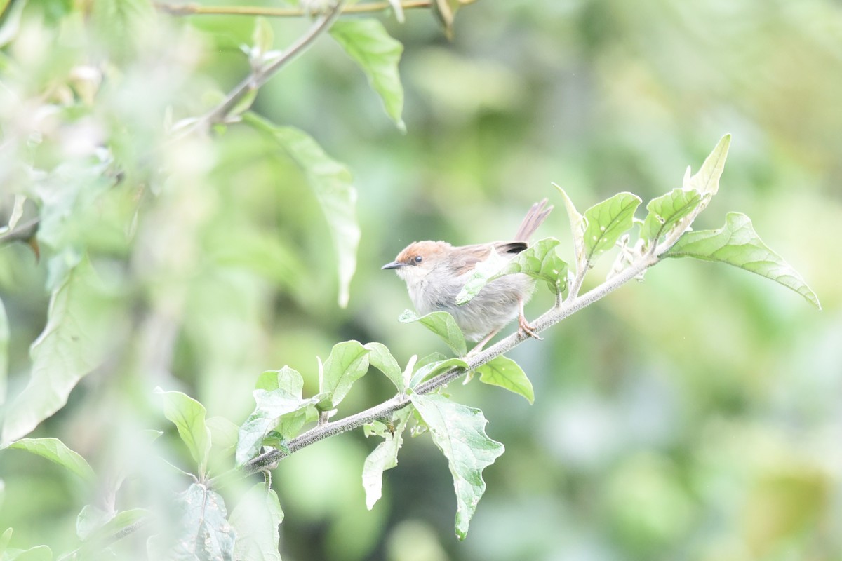 Hunter's Cisticola - ML645876752