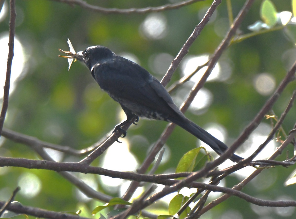 Black Drongo - ML645876753