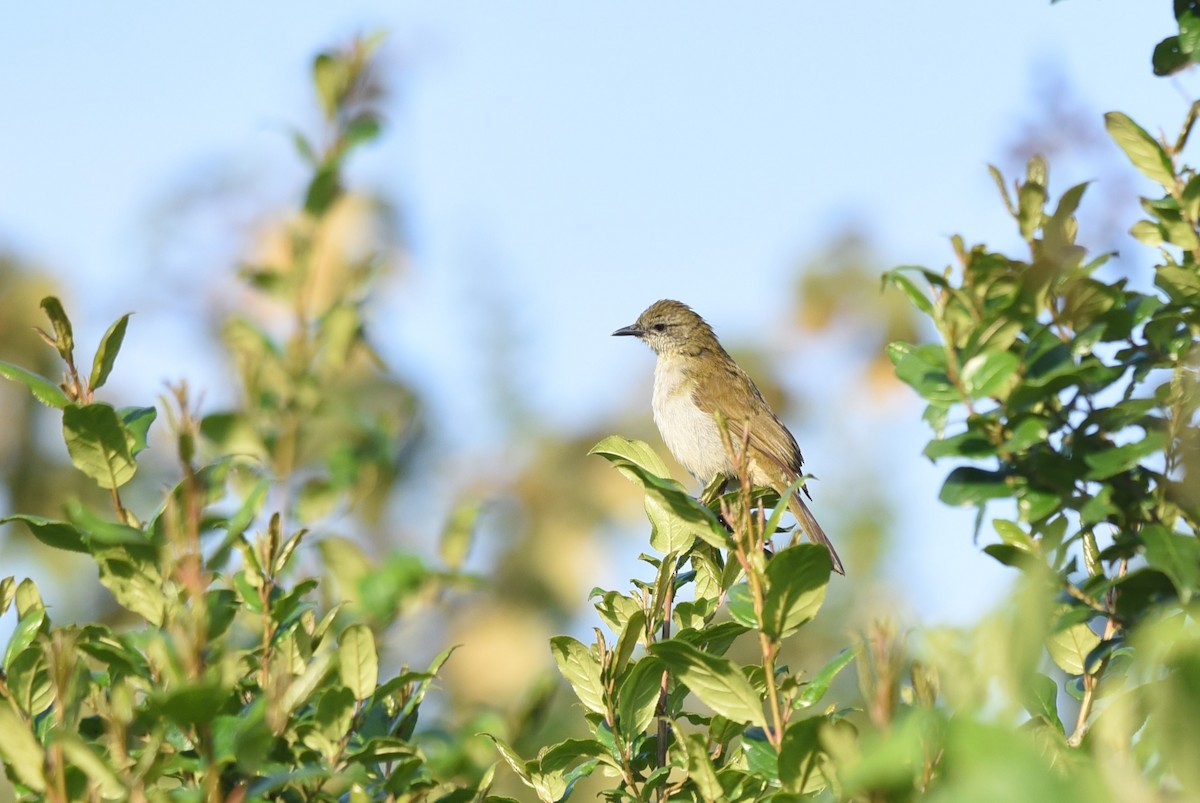 Slender-billed Greenbul - ML645876754