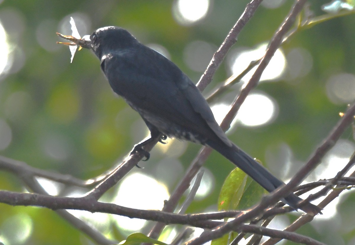Black Drongo - ML645876755