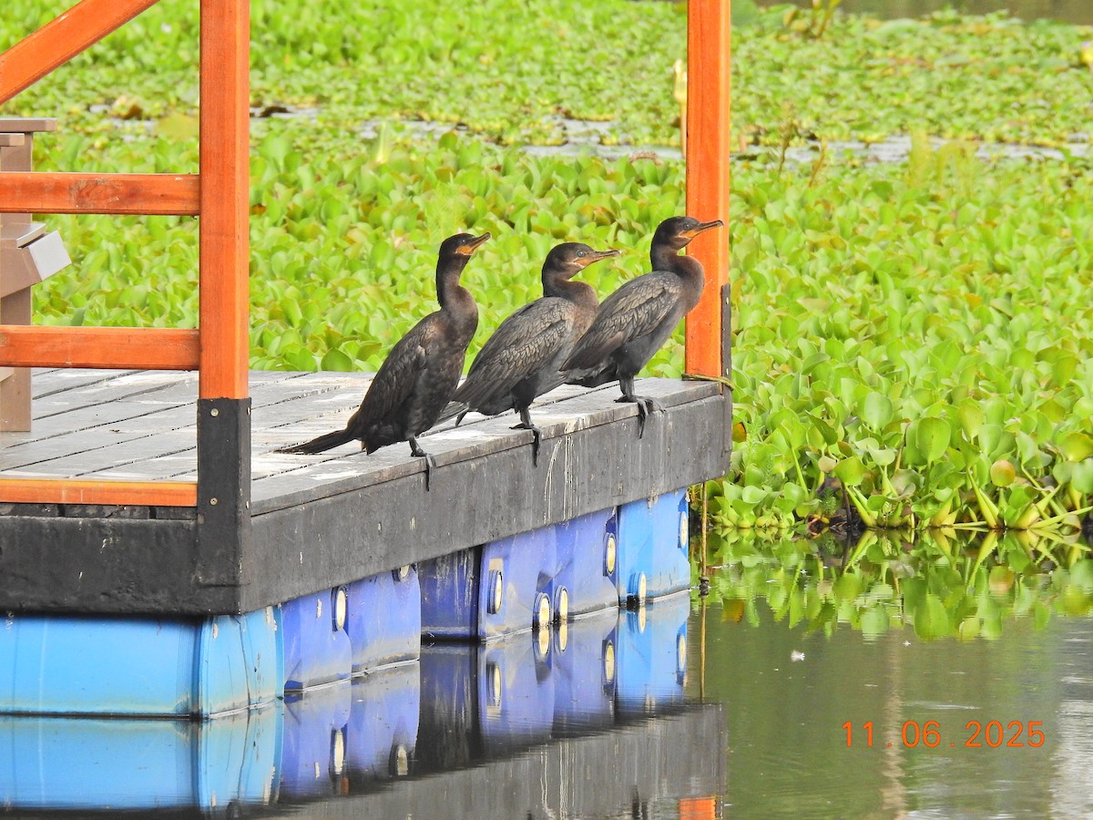 Neotropic Cormorant - ML645876756