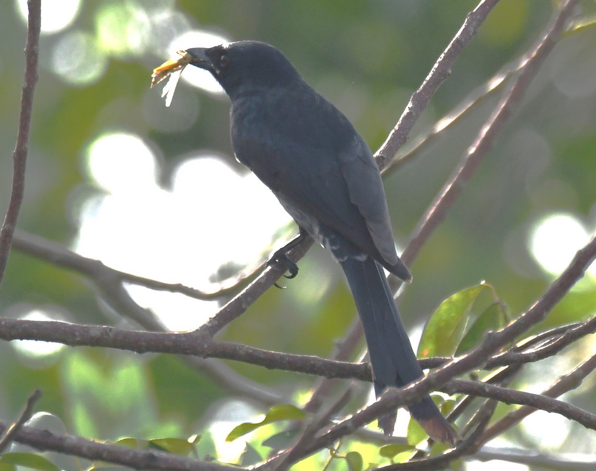 Black Drongo - ML645876757