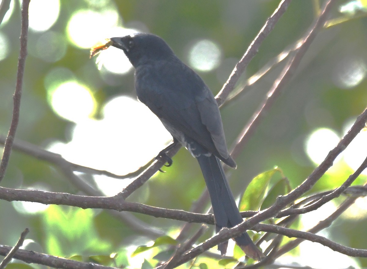 Black Drongo - ML645876758