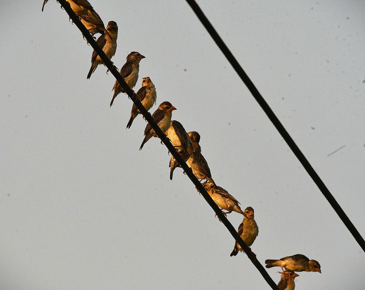 Baya Weaver - ML645876759