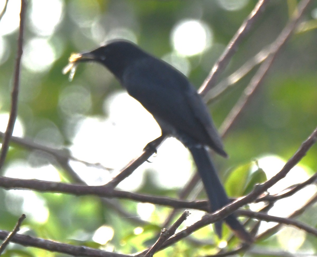 Black Drongo - ML645876760