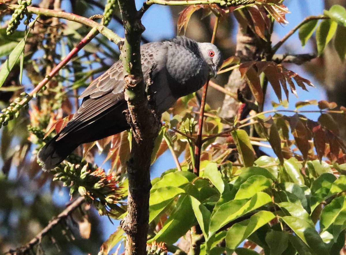 Dusky Turtle-Dove - ML645876761
