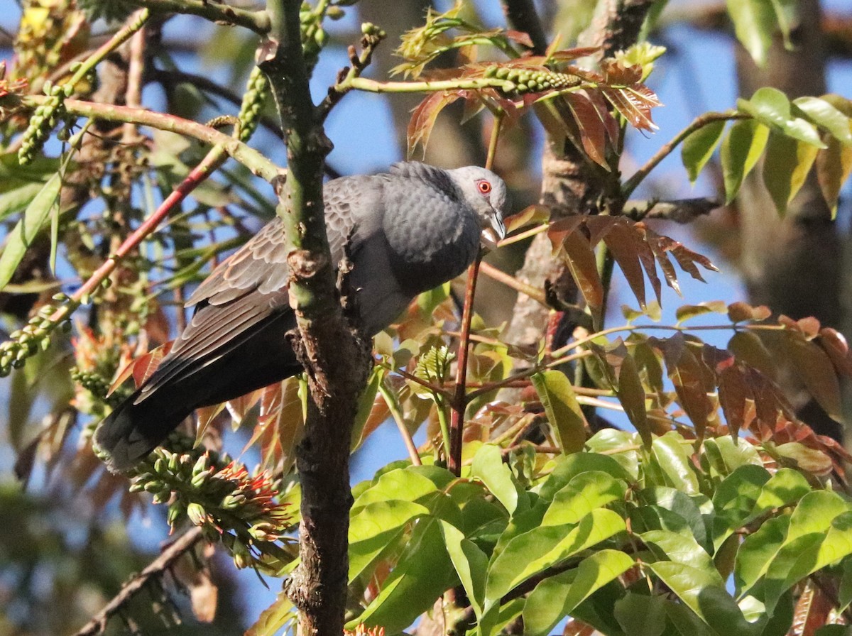 Dusky Turtle-Dove - ML645876762