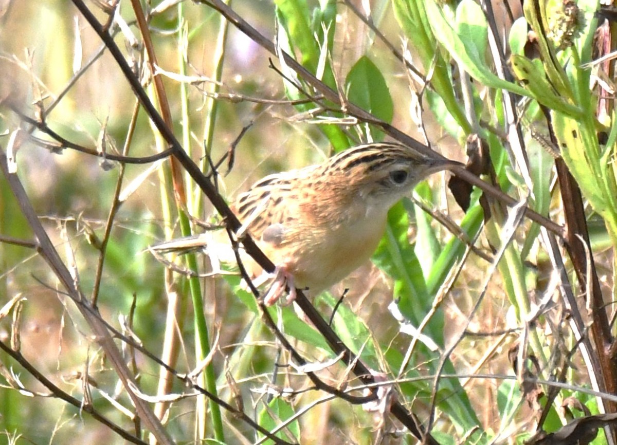 Ihi-txoria - ML645876763