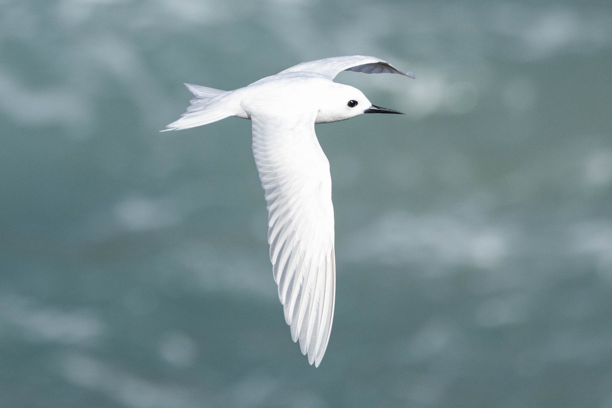 Blue-billed x Little White-Tern (hybrid) - ML645876764