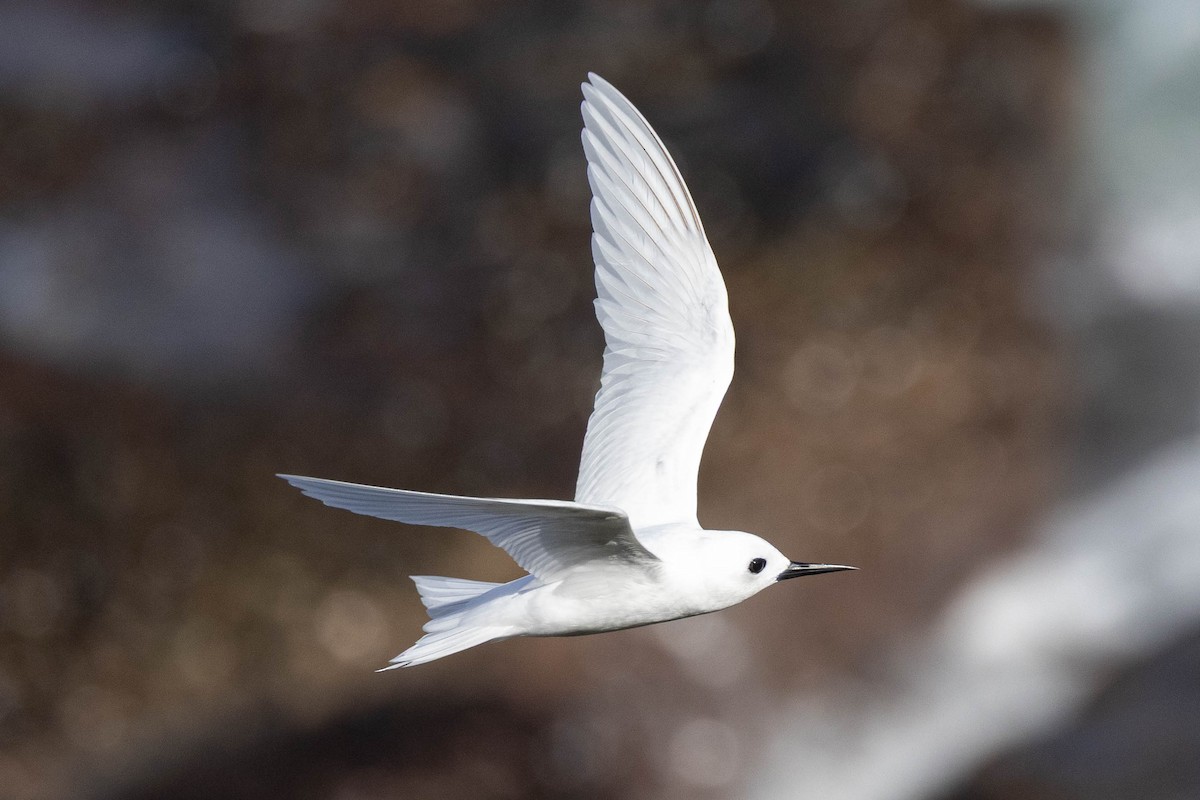 Blue-billed x Little White-Tern (hybrid) - ML645876765