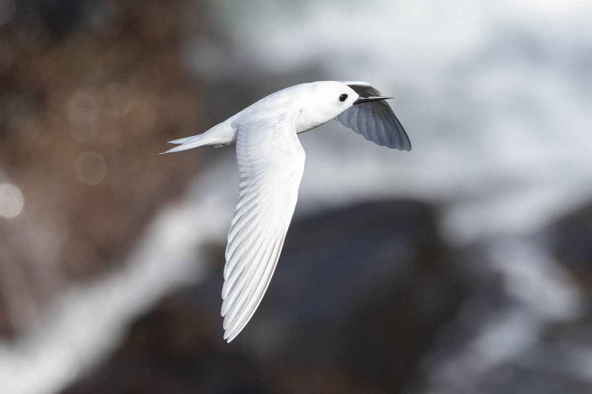 Blue-billed x Little White-Tern (hybrid) - ML645876766