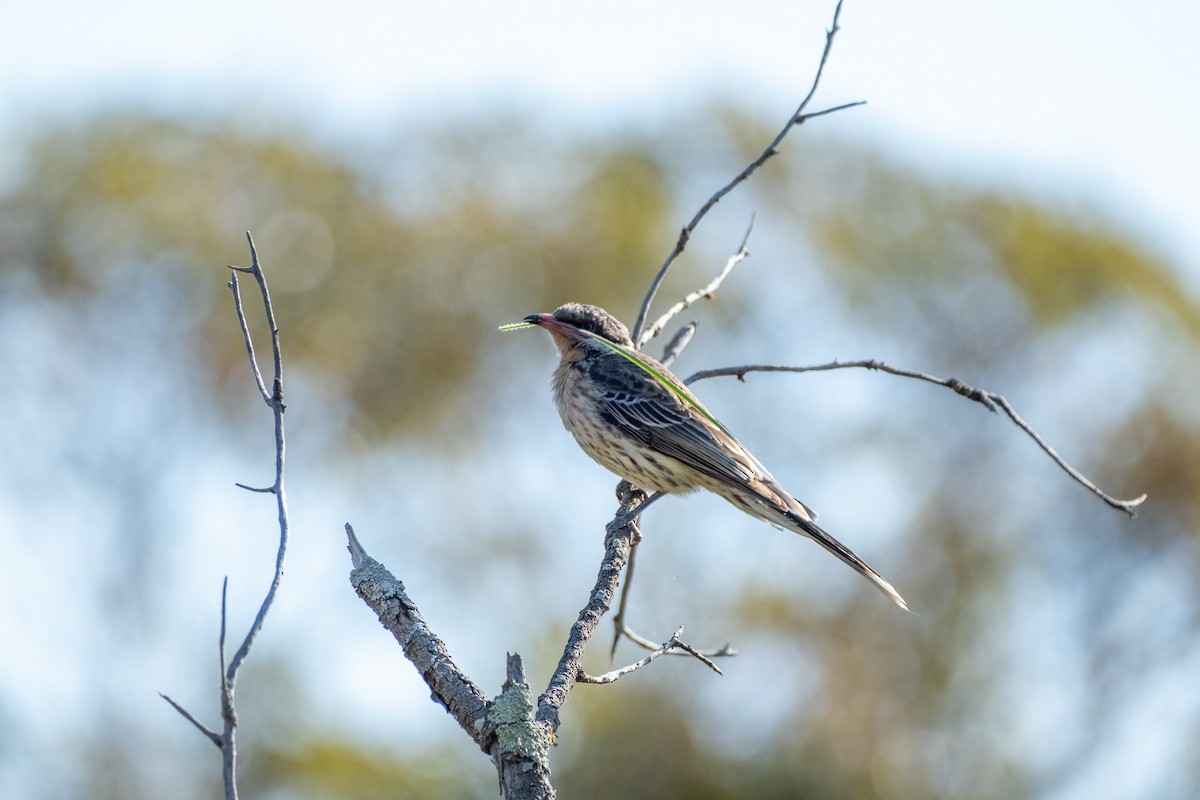 Spiny-cheeked Honeyeater - ML645876767