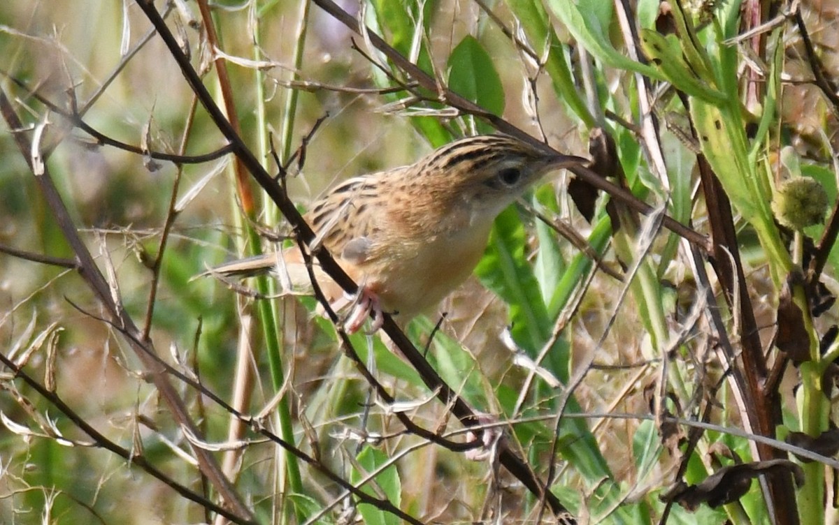 Ihi-txoria - ML645876768