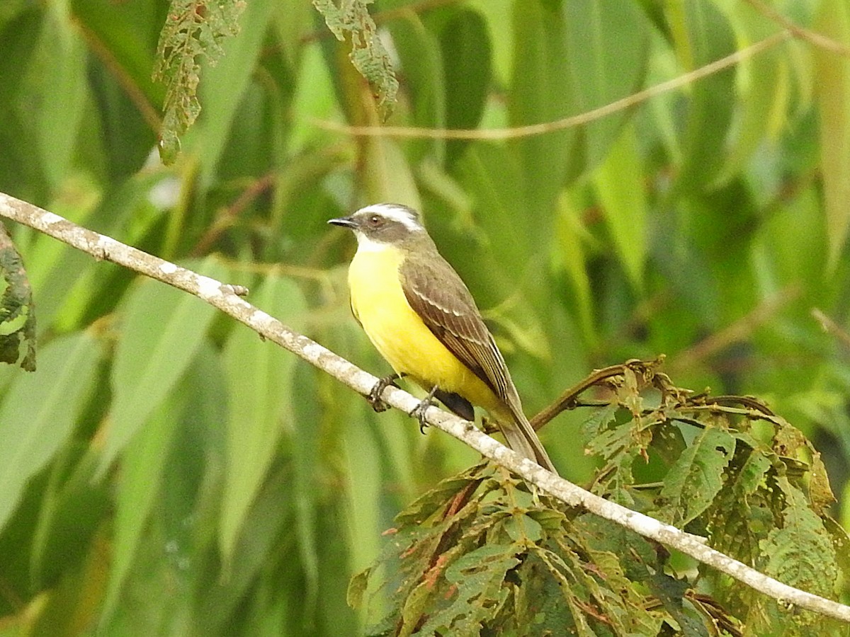 Social Flycatcher - ML645876769