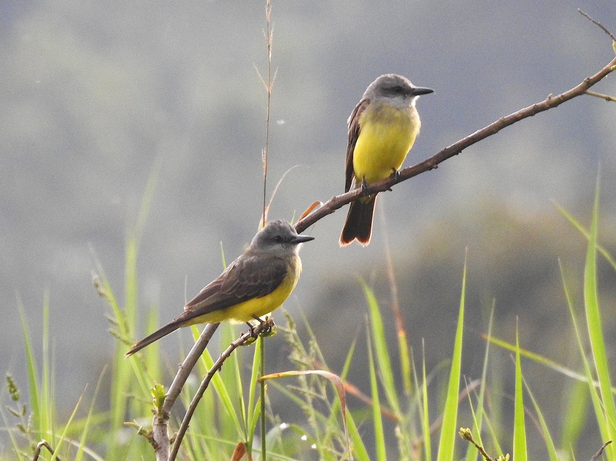 Tropical Kingbird - ML645876771