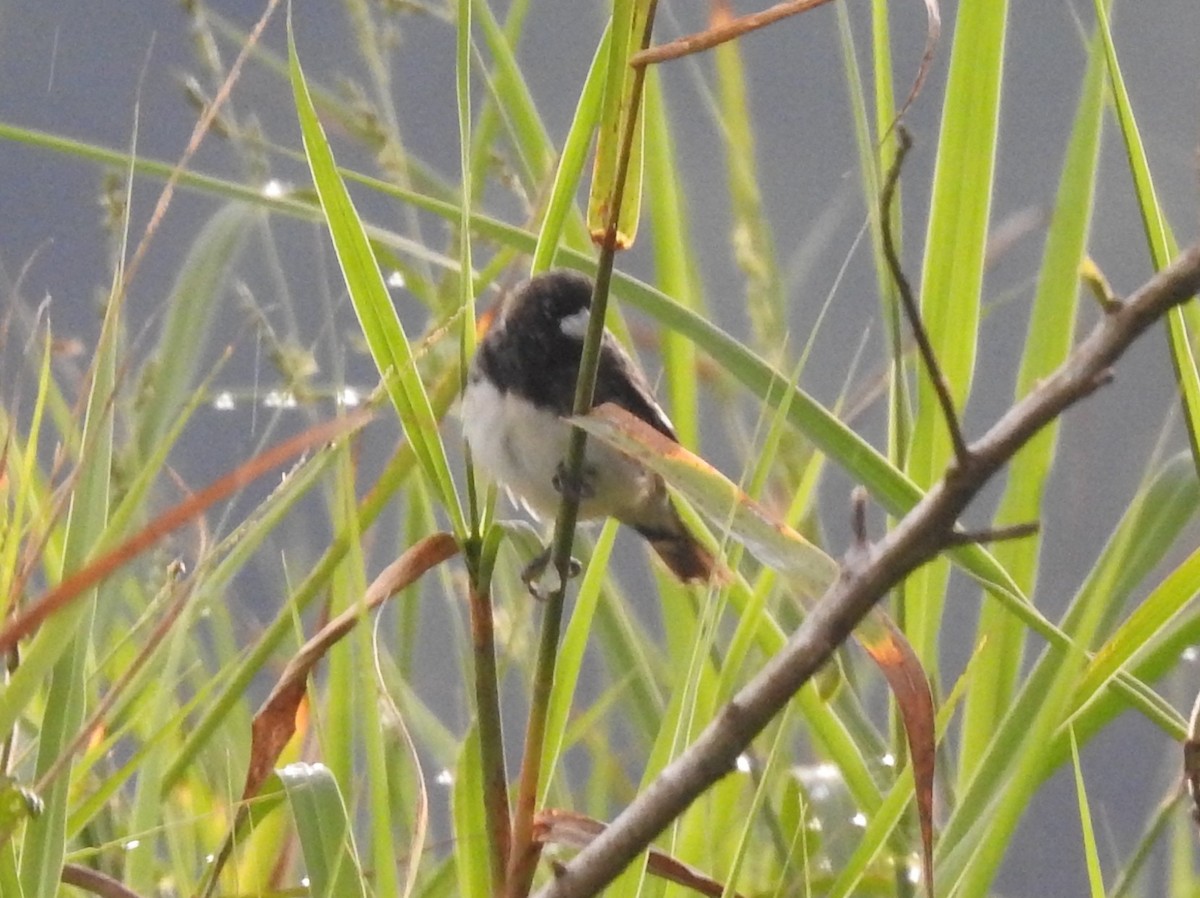 Black-and-white Seedeater - ML645876784