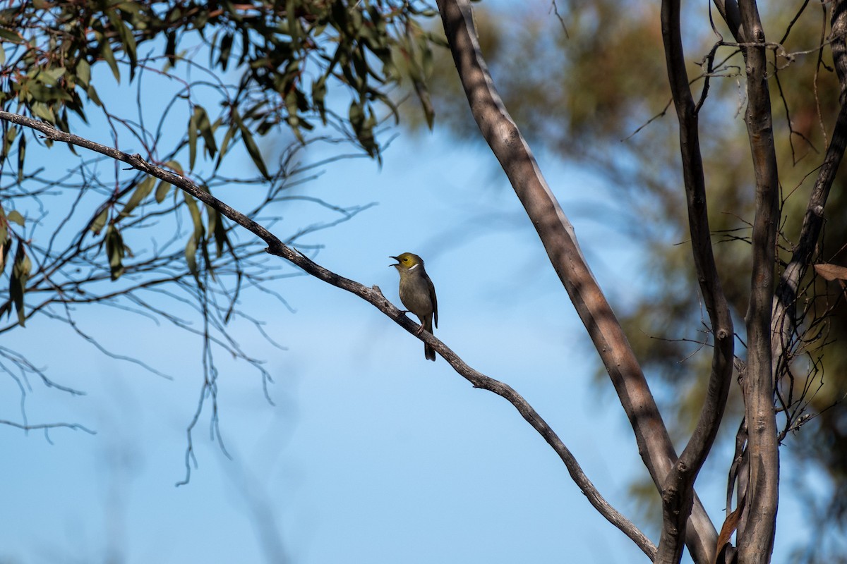 White-plumed Honeyeater - ML645876785