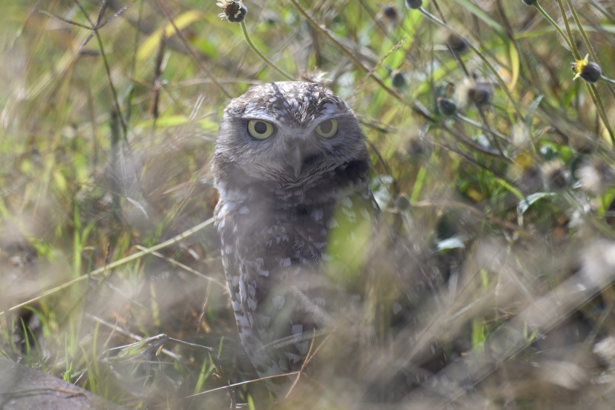 graveugle - ML645876794