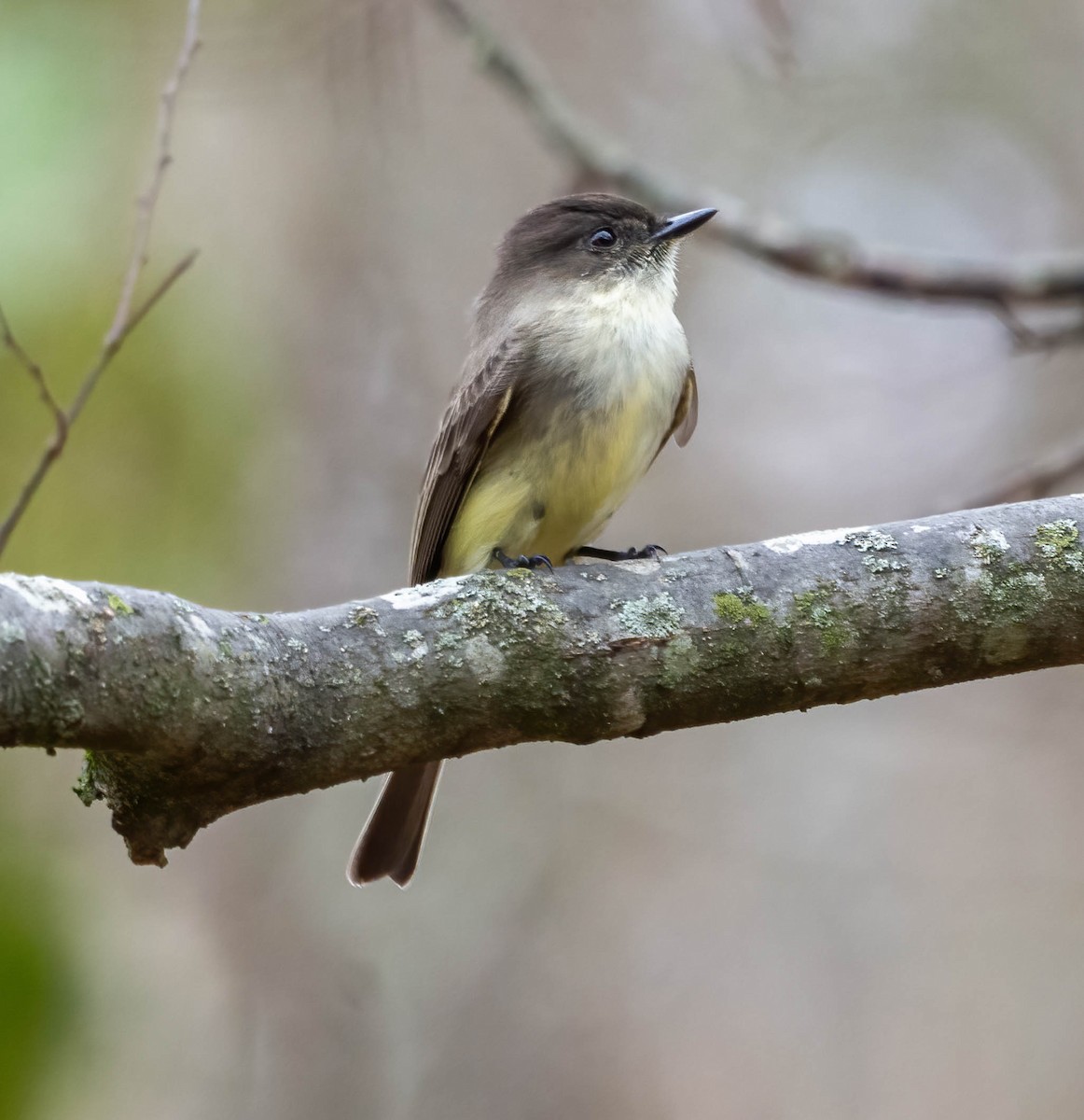 Eastern Phoebe - ML645876796