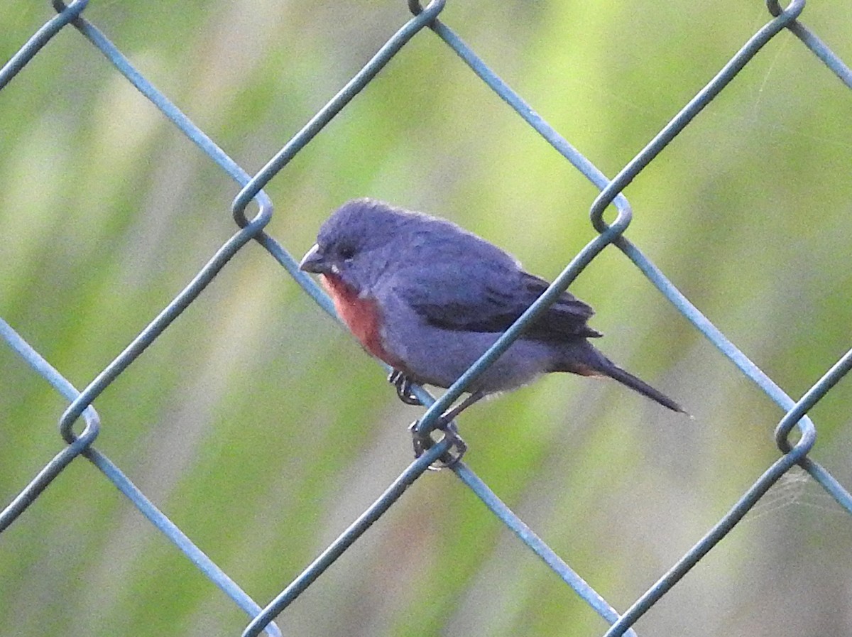 kastanjebukfrøeter - ML645876797