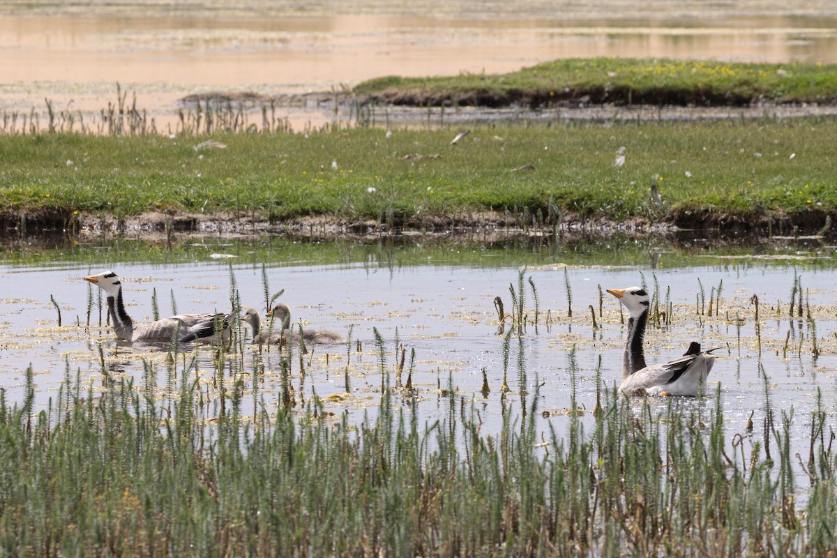 stripegås - ML645876803