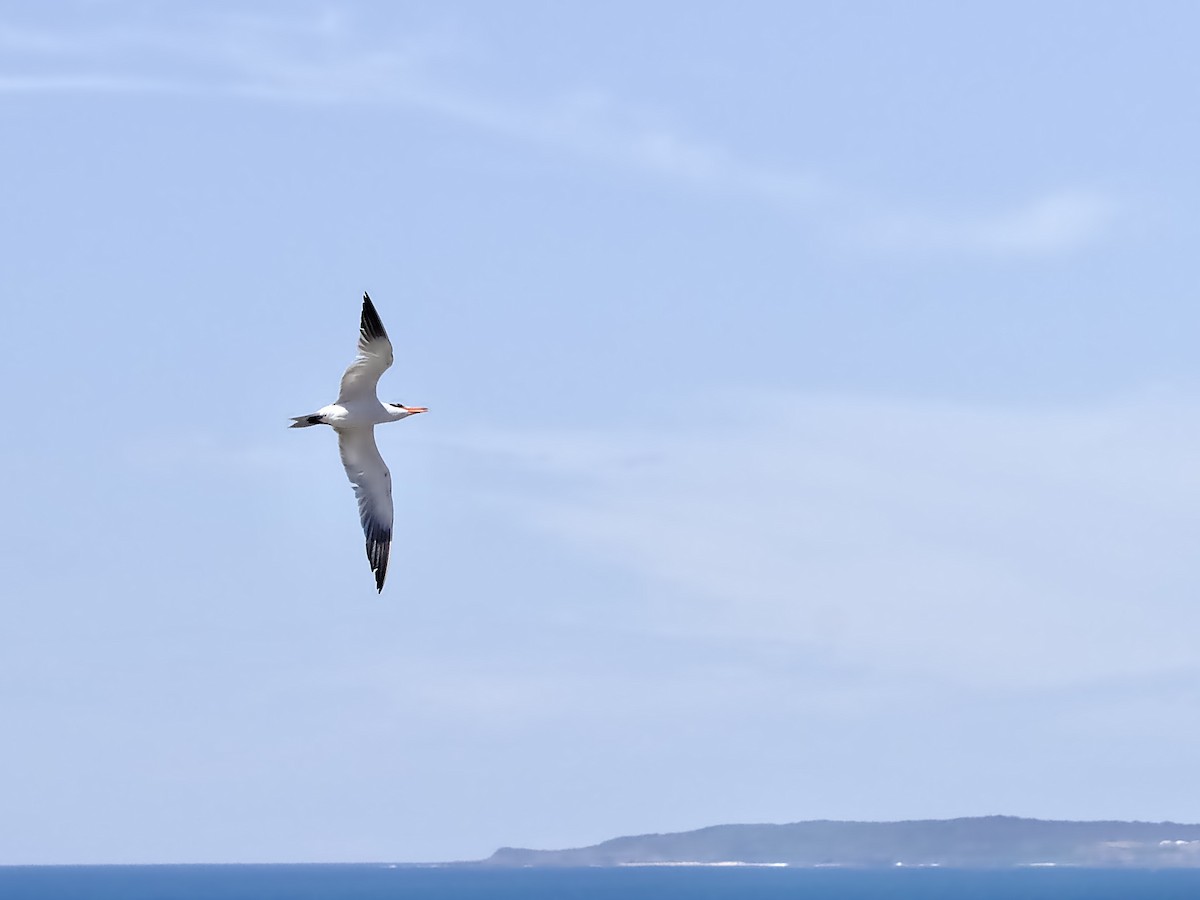 rovterne - ML645876809