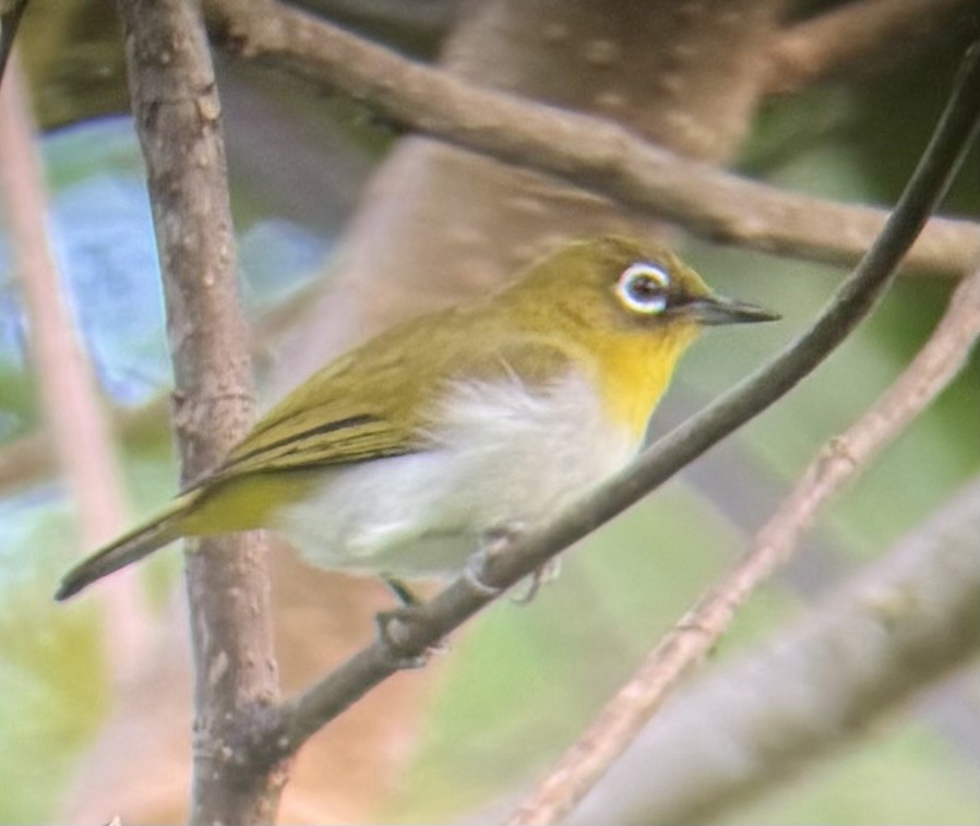 ambonbrillefugl - ML645876828