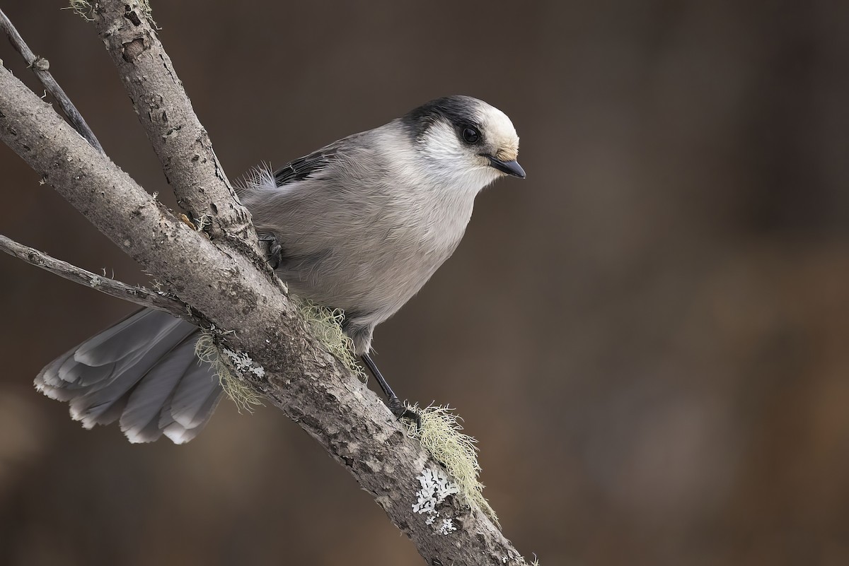 gråskrike - ML645876834