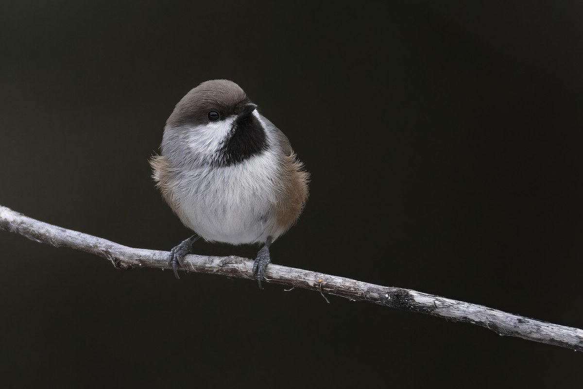 kanadameis - ML645876839