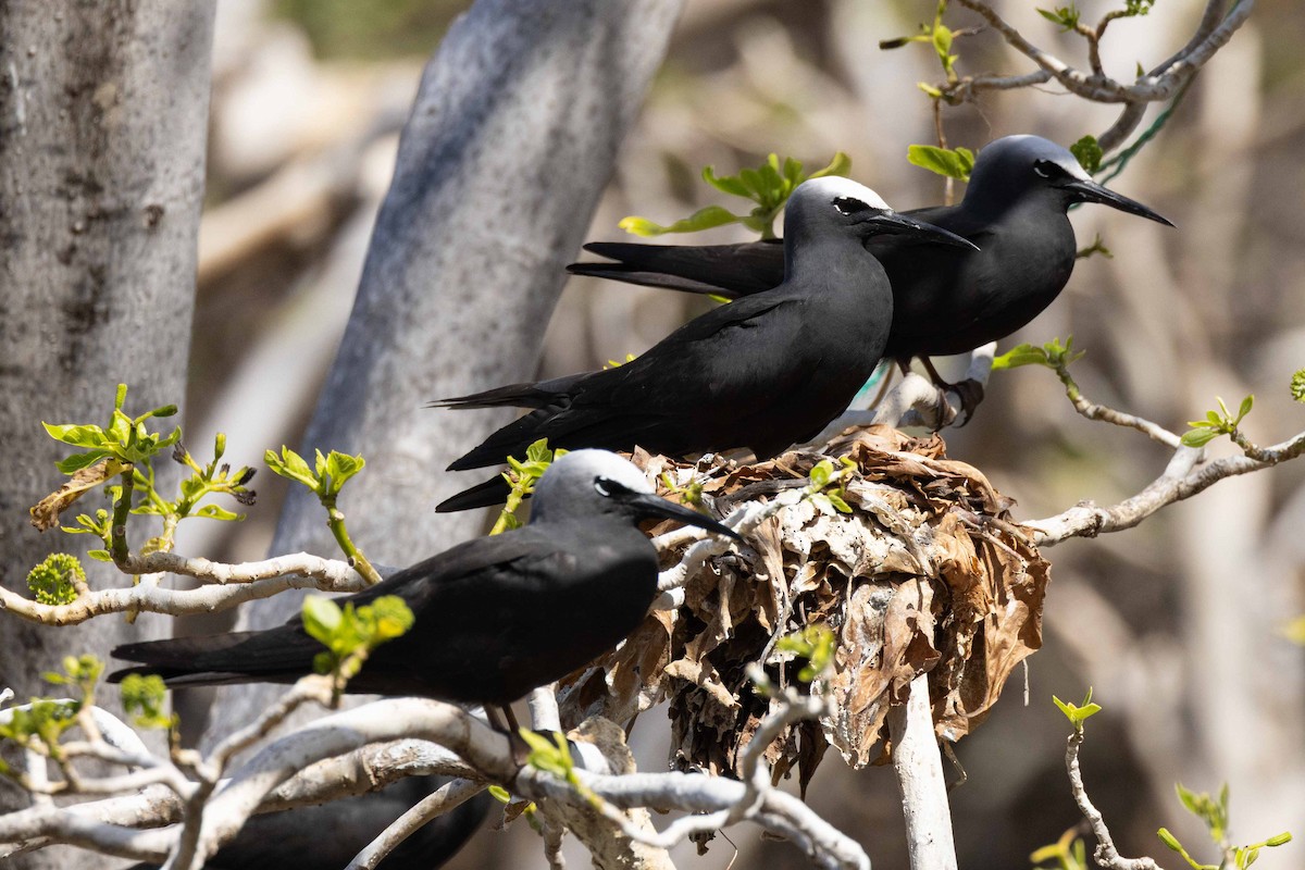 svartnoddy - ML645876841