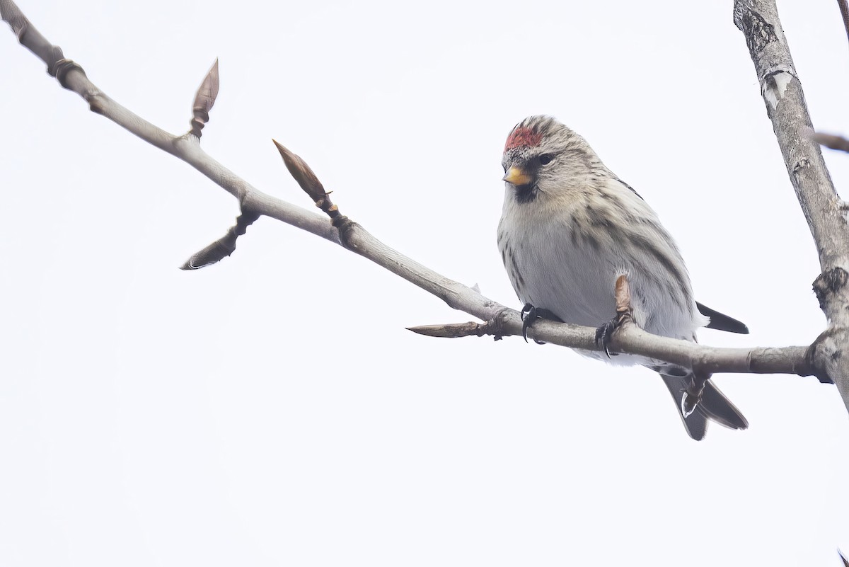 gråsisik - ML645876842