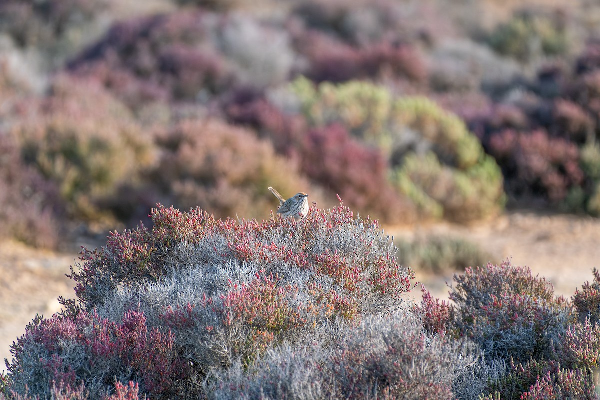 rustkrattsmett - ML645876848