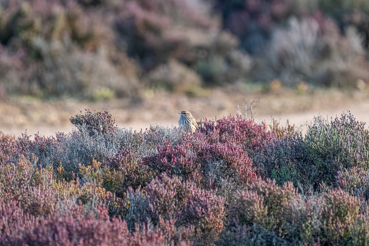 rustkrattsmett - ML645876849