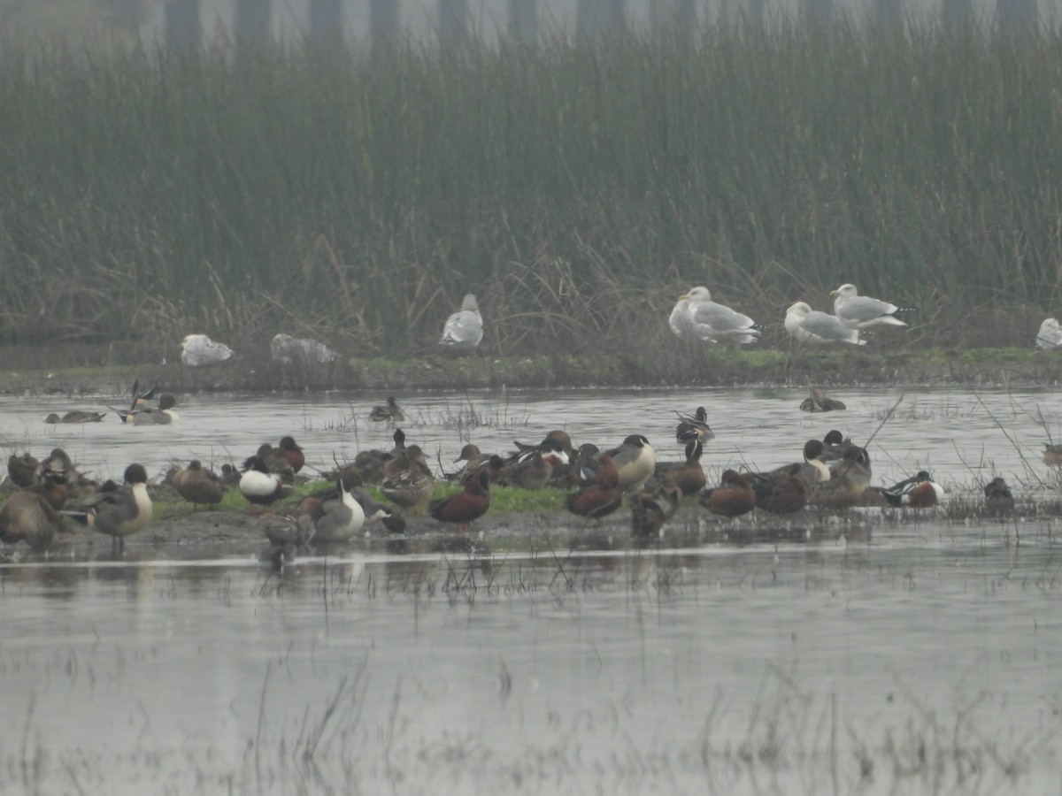 amerikagråmåke - ML645876850