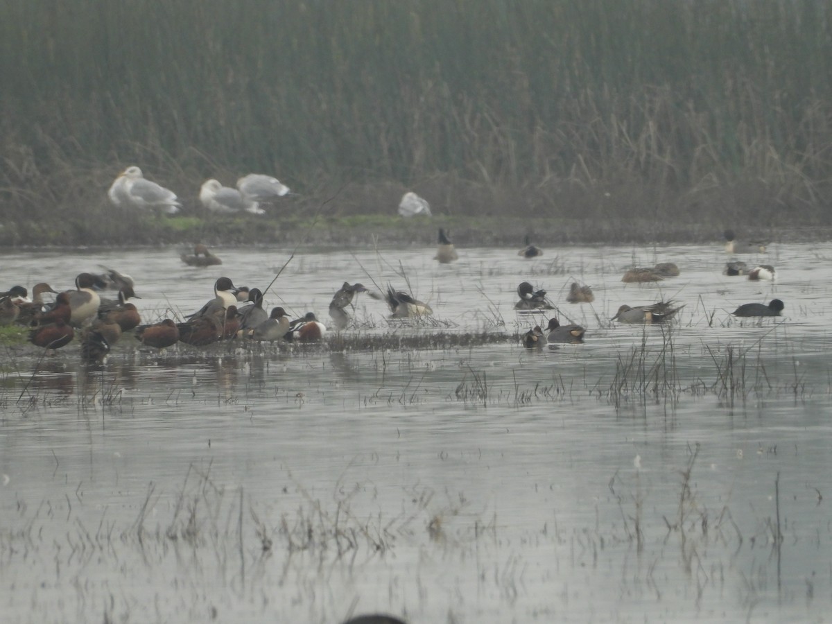 Green-winged Teal (American) - ML645876862