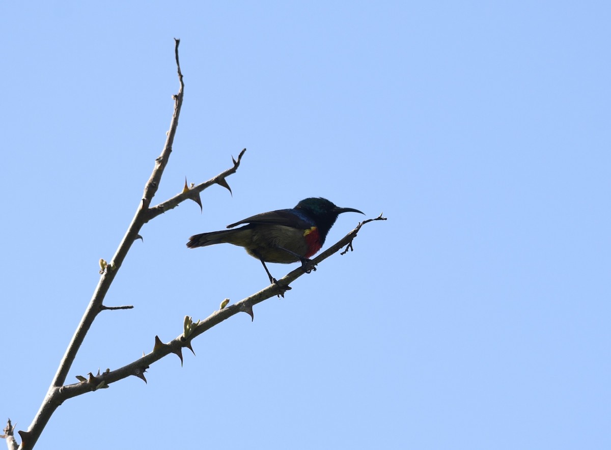 Northern Double-collared Sunbird - ML645876864