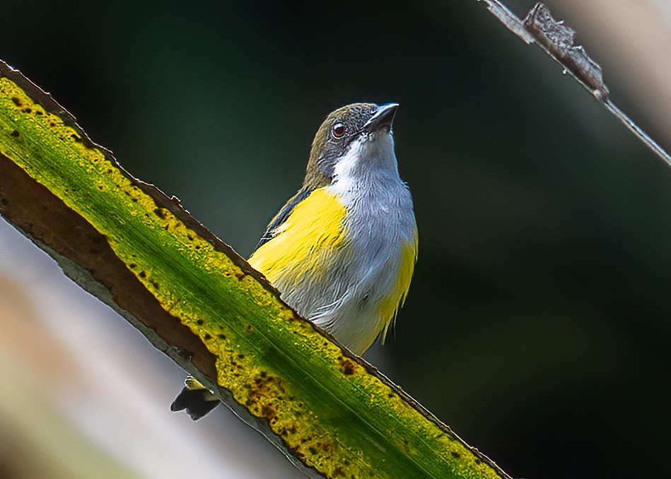 Yellow-sided Flowerpecker - ML645876866