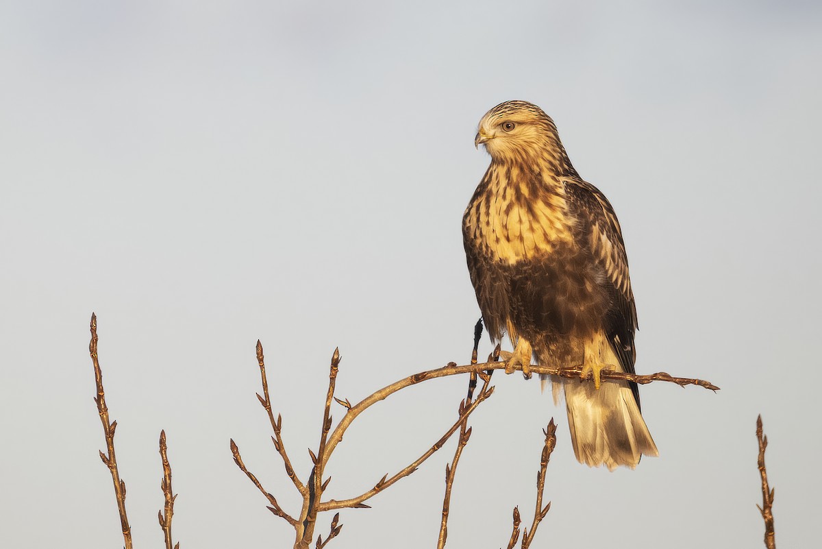 Rough-legged Hawk - ML645876870