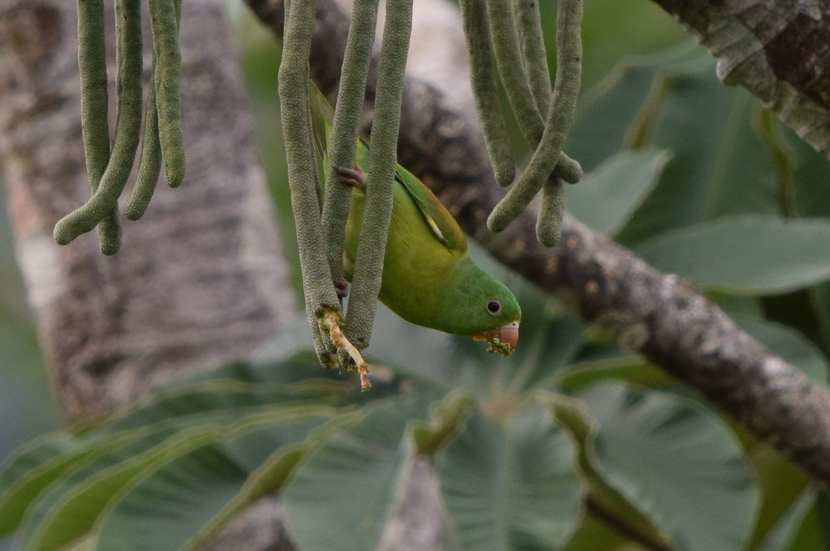 Orange-chinned Parakeet - ML645876871