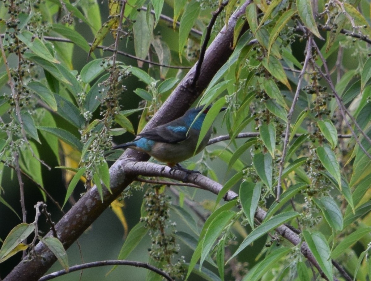 Scarlet-thighed Dacnis - ML645876872