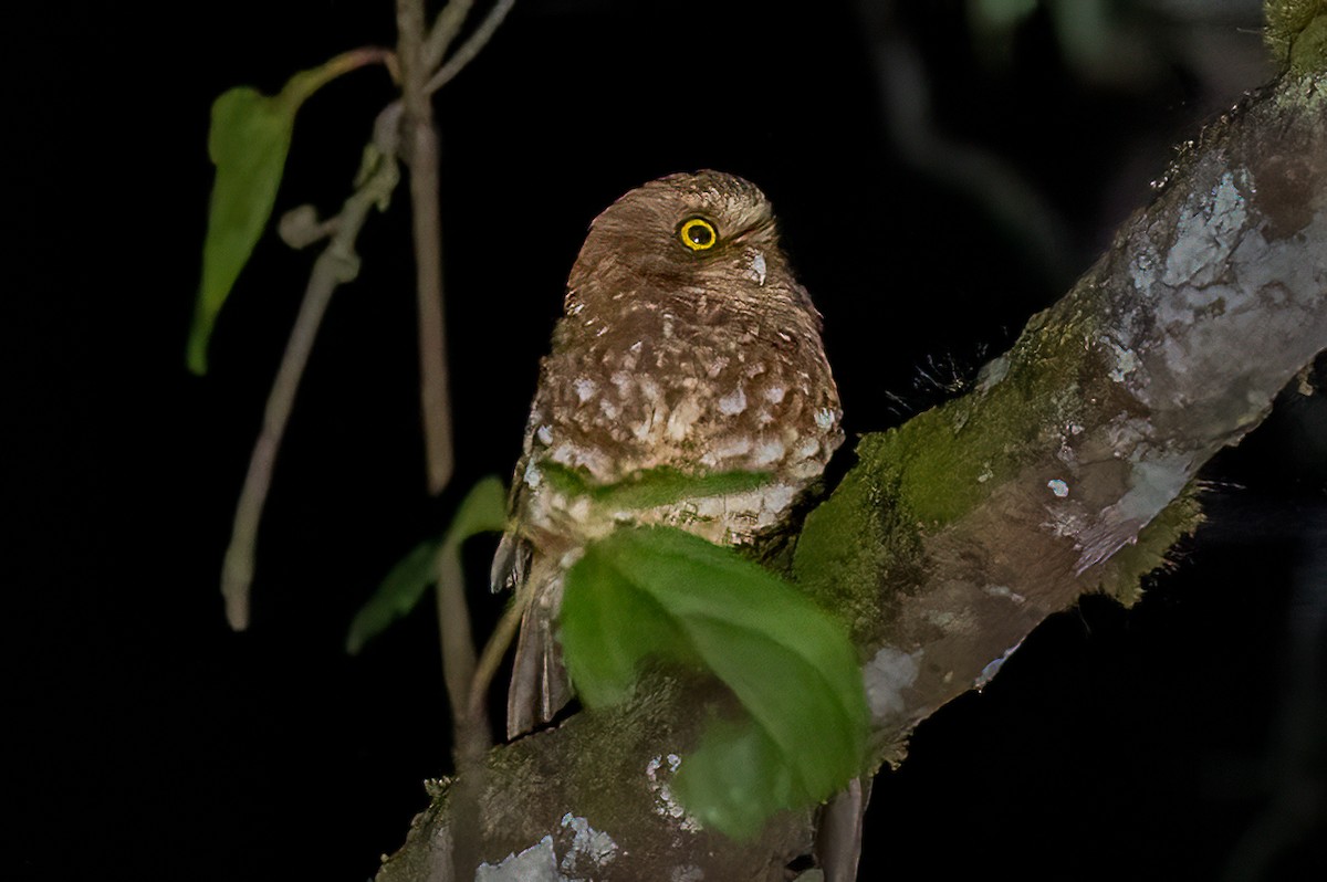 Cinnabar Boobook - ML645876873