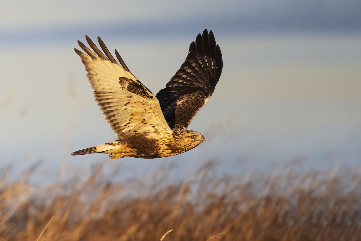 Rough-legged Hawk - ML645876874