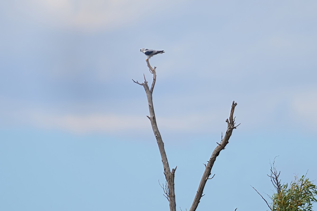 Black-shouldered Kite - ML645876875