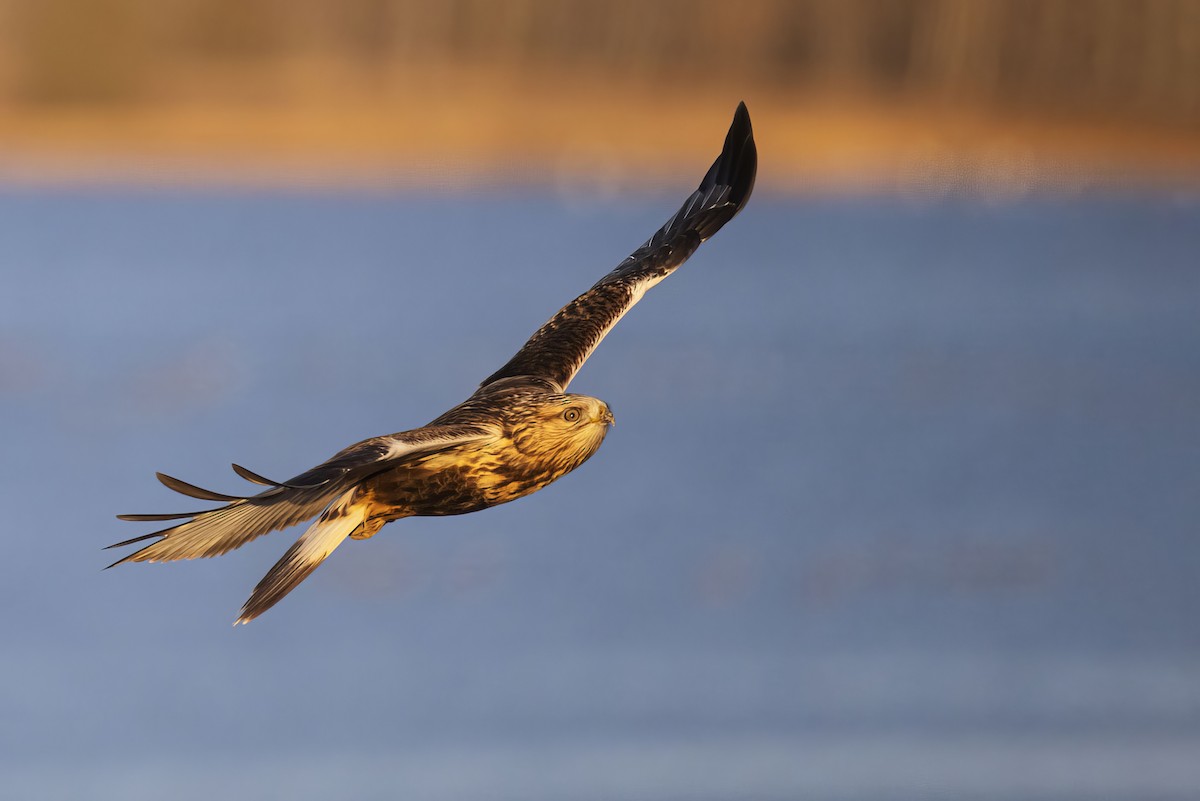 Rough-legged Hawk - ML645876877