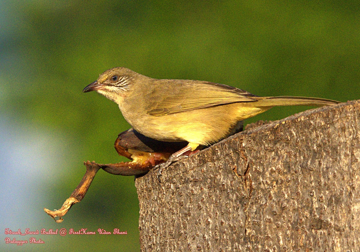 Streak-eared Bulbul - ML645876878