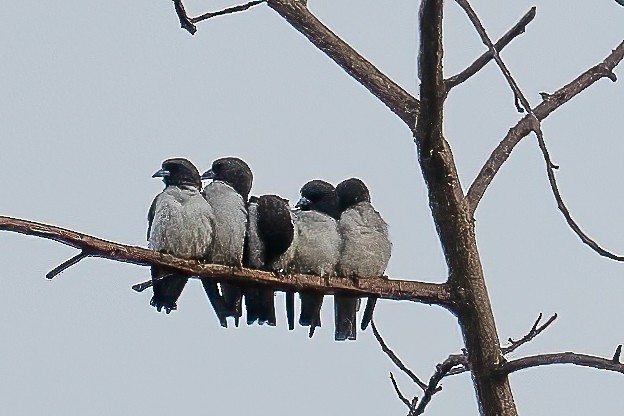 White-breasted Woodswallow - ML645876879