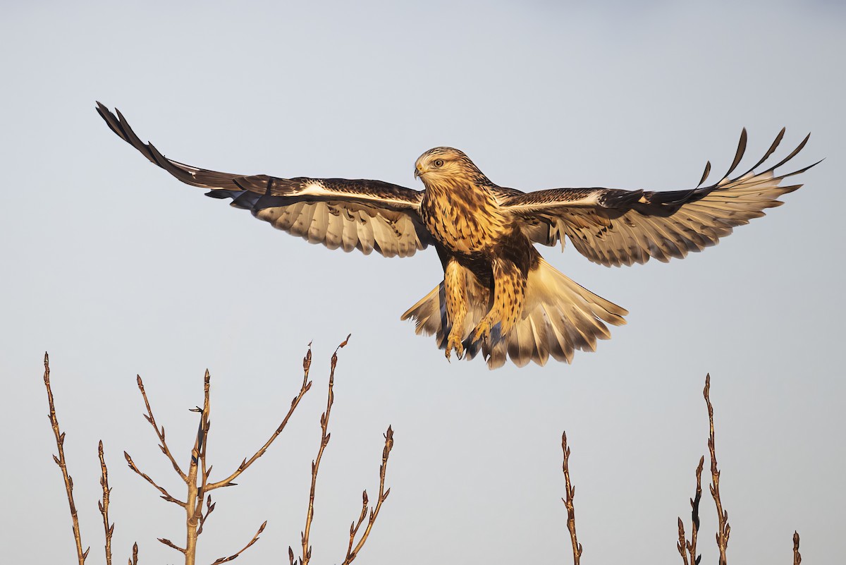 Rough-legged Hawk - ML645876880