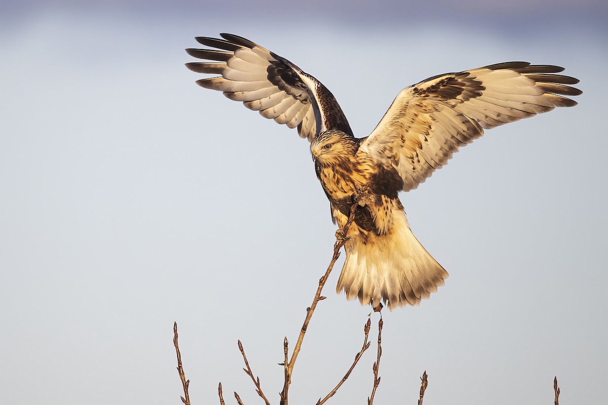 Rough-legged Hawk - ML645876882